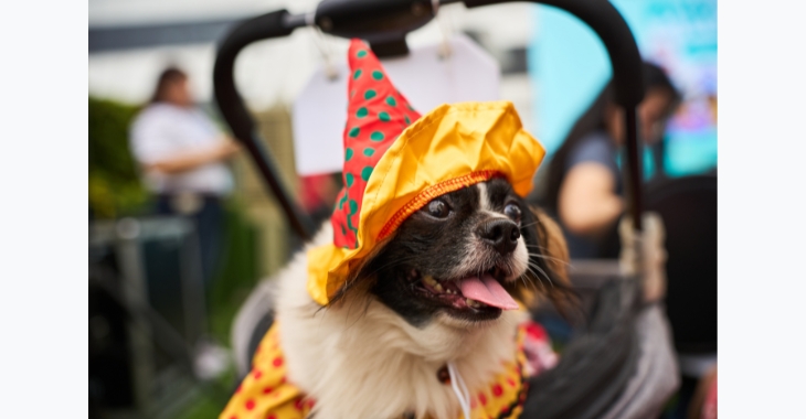 A fur baby in festive attire during SM Super Pets Club&rsquo;s Holiday Tails & Treats at SM Aura Paw Park | SM Supermalls